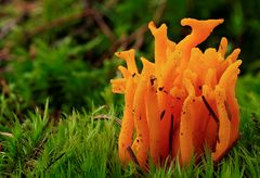 Calocera viscosa