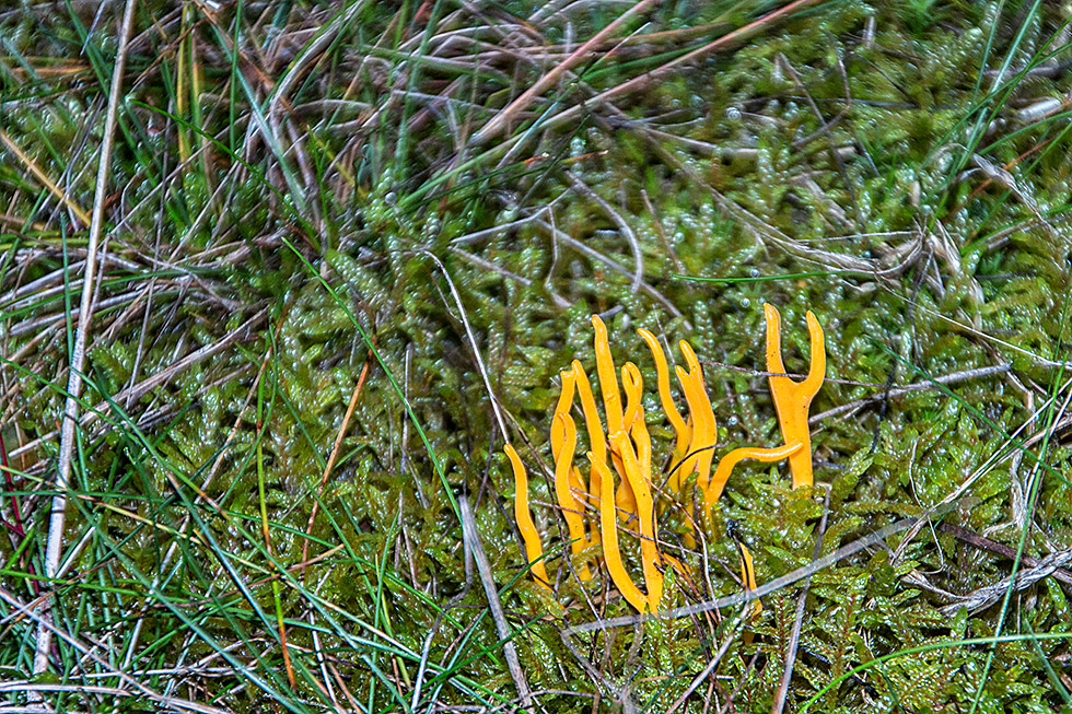 CALOCERA VISCOSA...