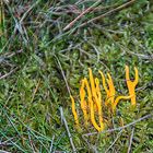 CALOCERA VISCOSA...