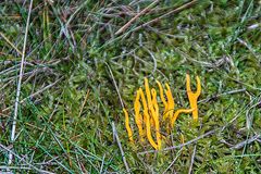 CALOCERA VISCOSA...