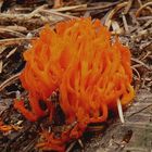 calocera viscosa