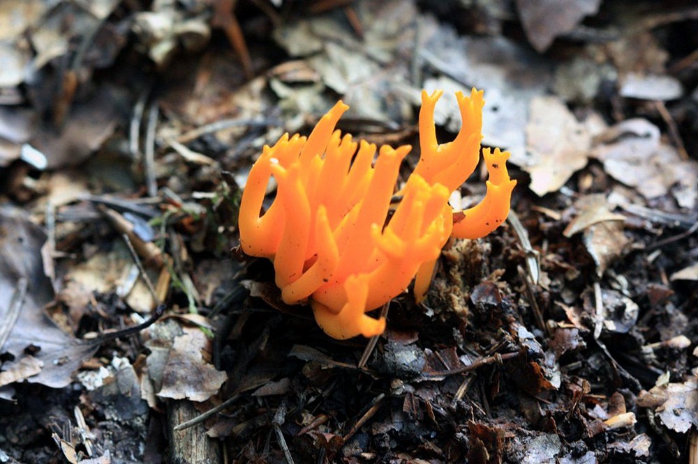 Calocera viscosa