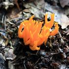 Calocera viscosa