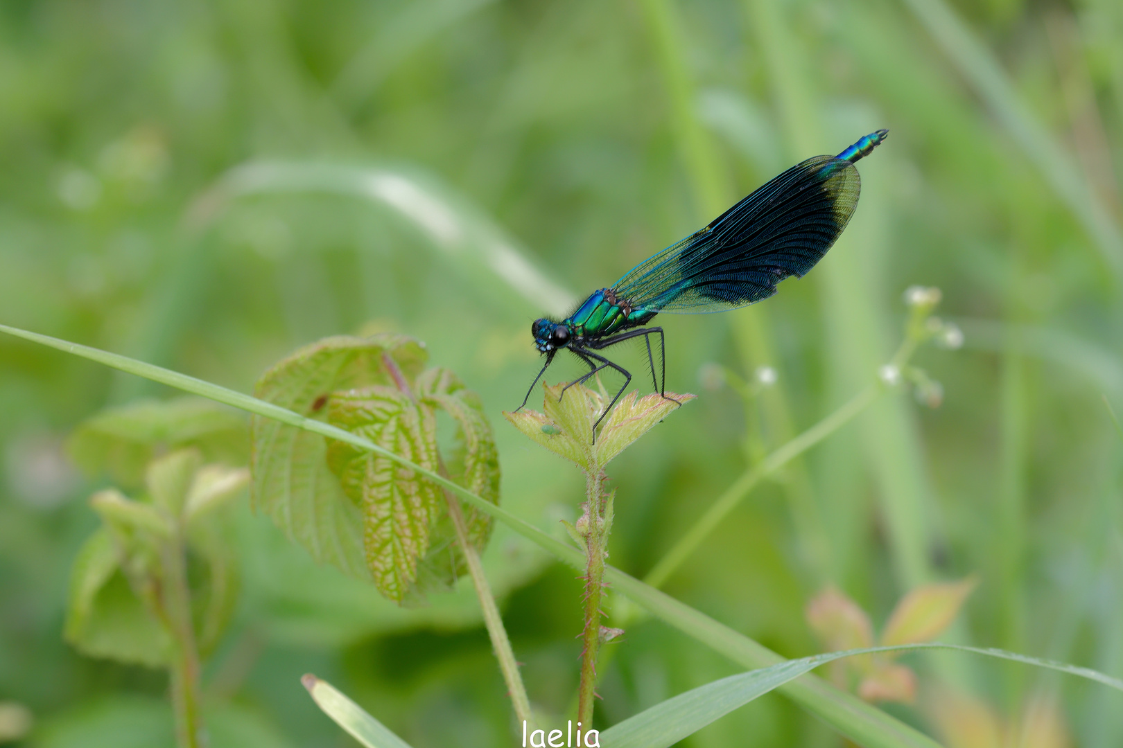 calolpteryx splendens