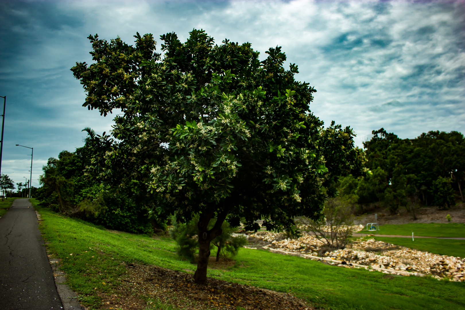 Calophyllum inophyllum