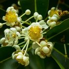 Calophyllum inophyllum