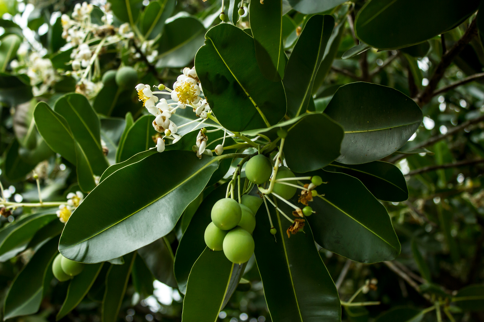 Calophyllum inophyllum