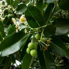 Calophyllum inophyllum