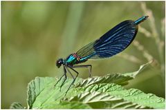 Caloptérix élégant mâle (Calopterix splendens)