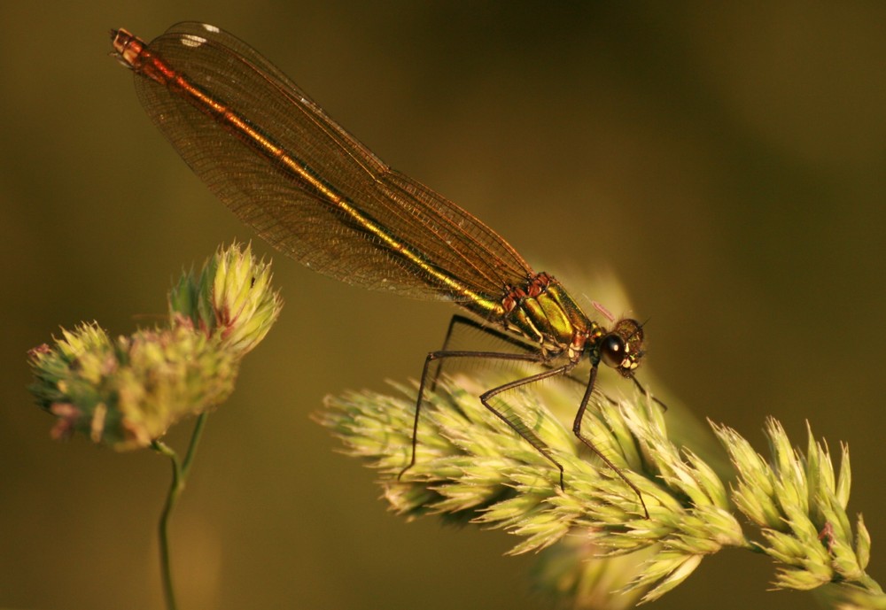 Calopterix femelle sp?