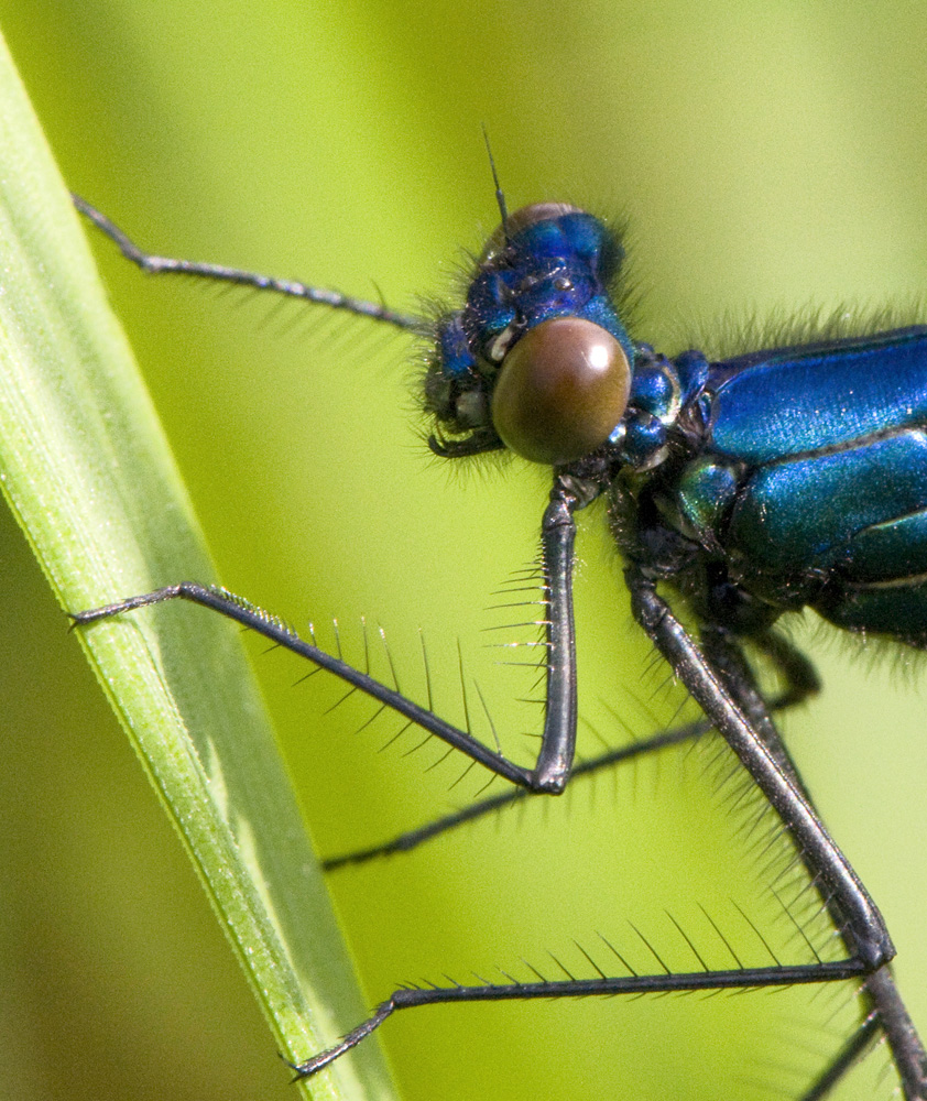 Caloptérix splenden