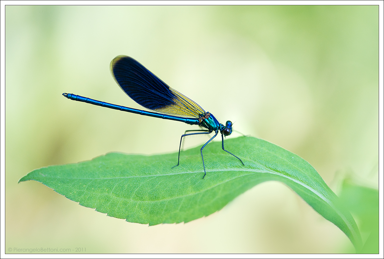 Calopterix splendes