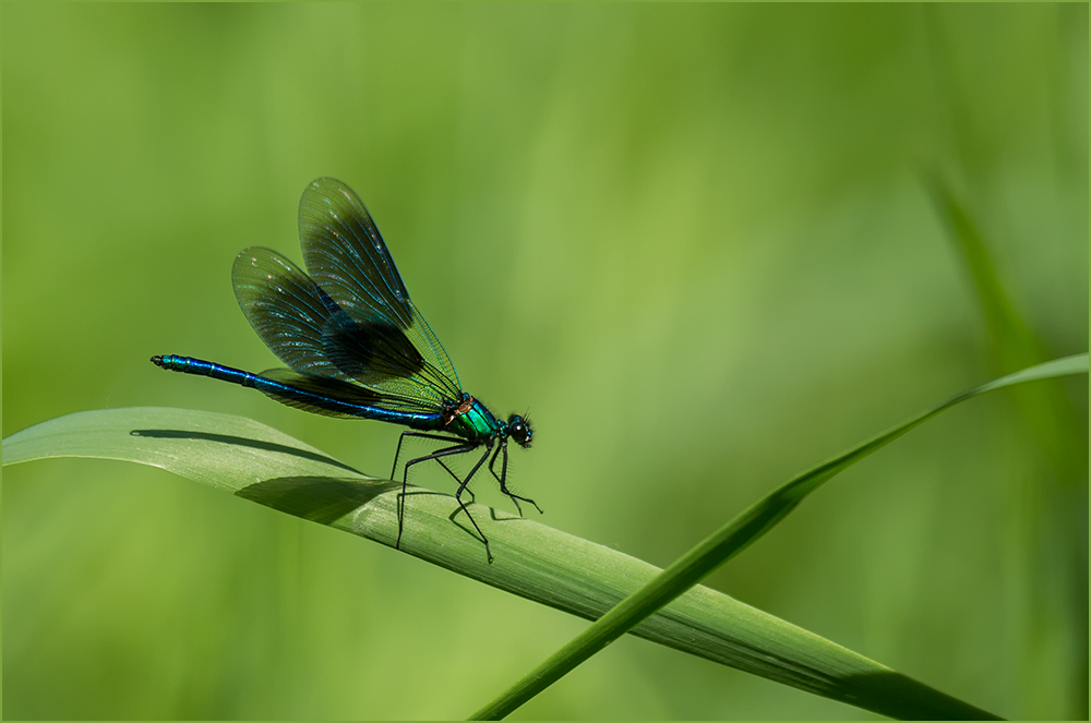 Calopterygidae