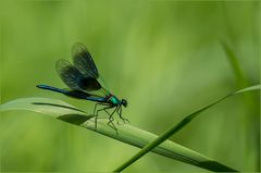 Calopterygidae