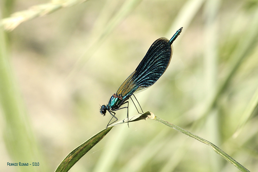 Calopterys Splendens