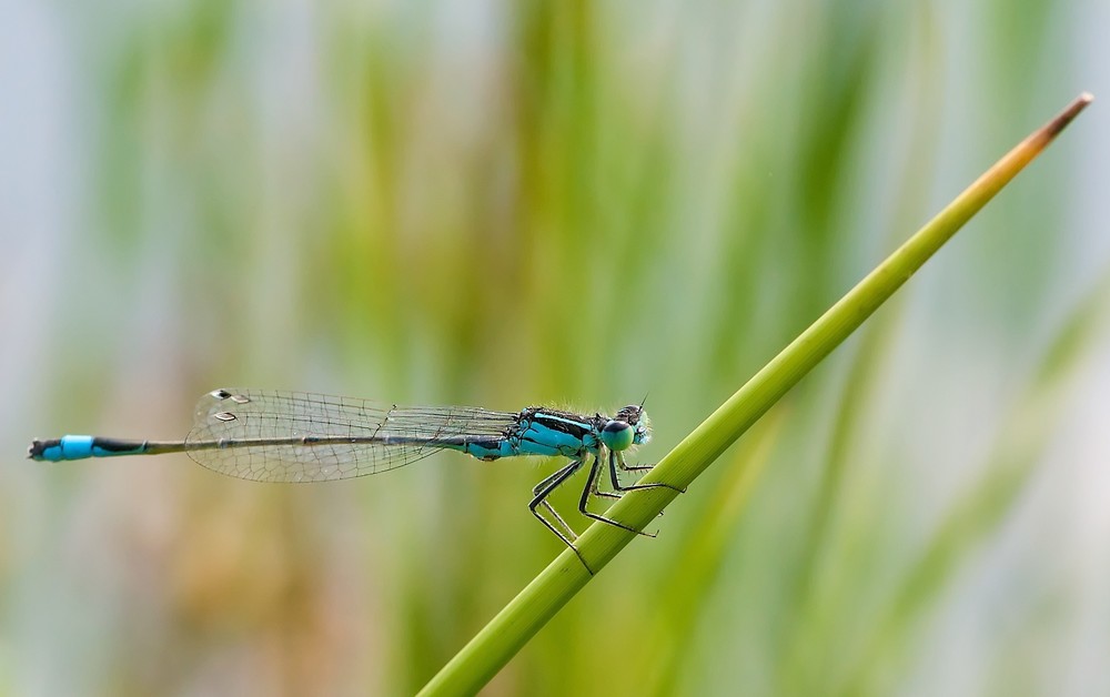 Calopteryx