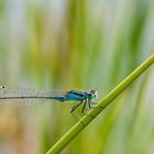 Calopteryx