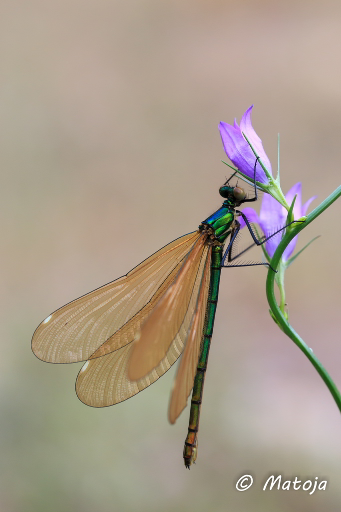 Calopteryx