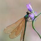 Calopteryx