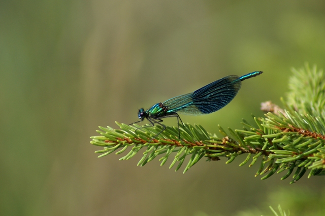 Calopteryx