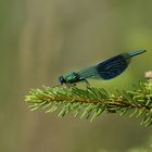 Calopteryx