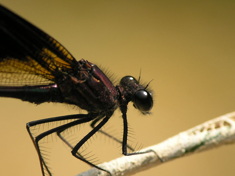 Calopteryx