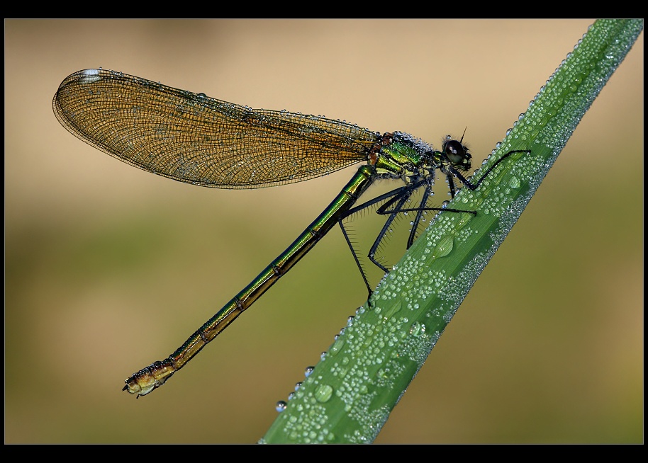 Calopteryx