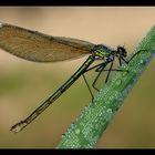 Calopteryx