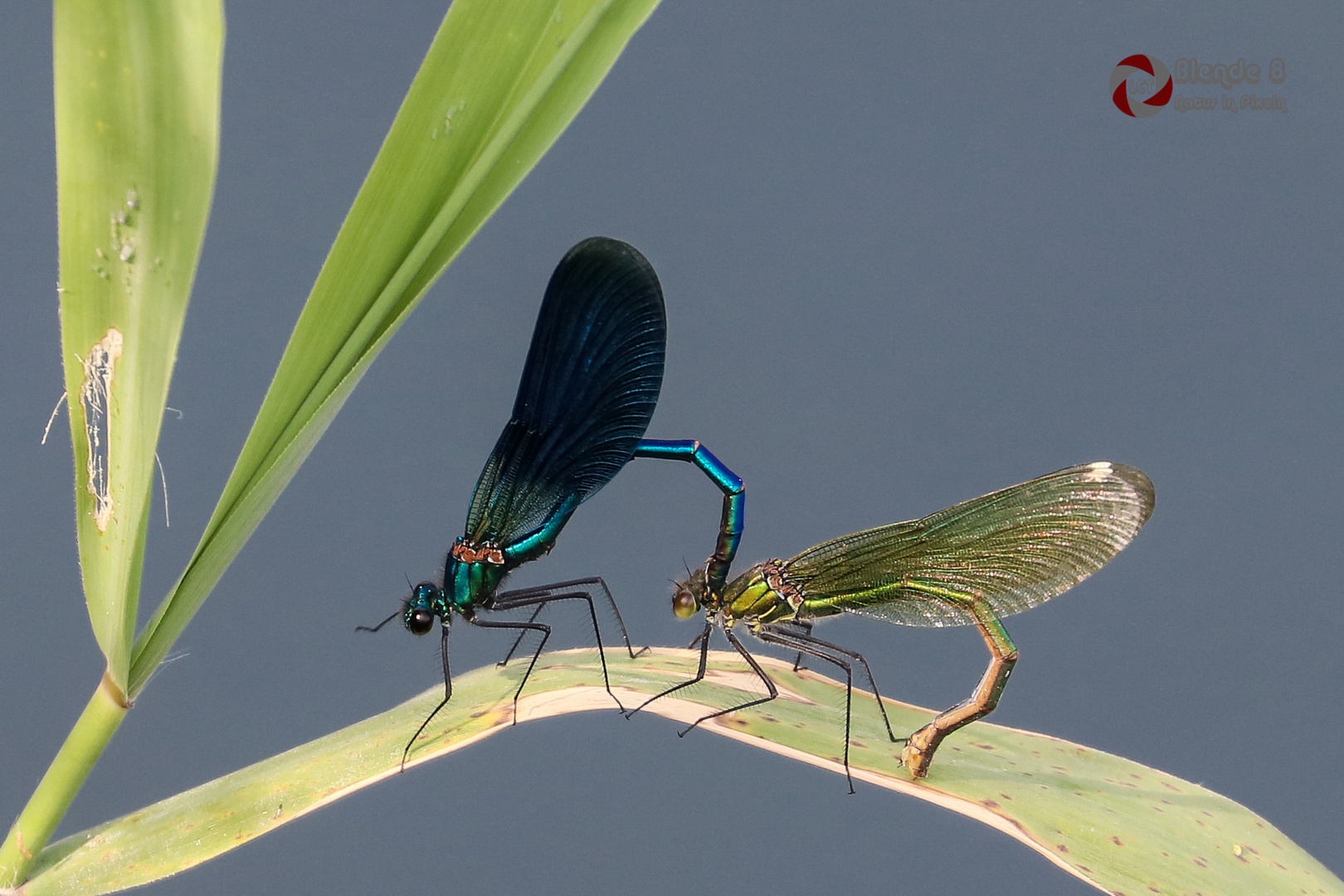 Calopteryx Foto & Bild natur, farbe, insekt Bilder auf