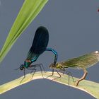 Calopteryx