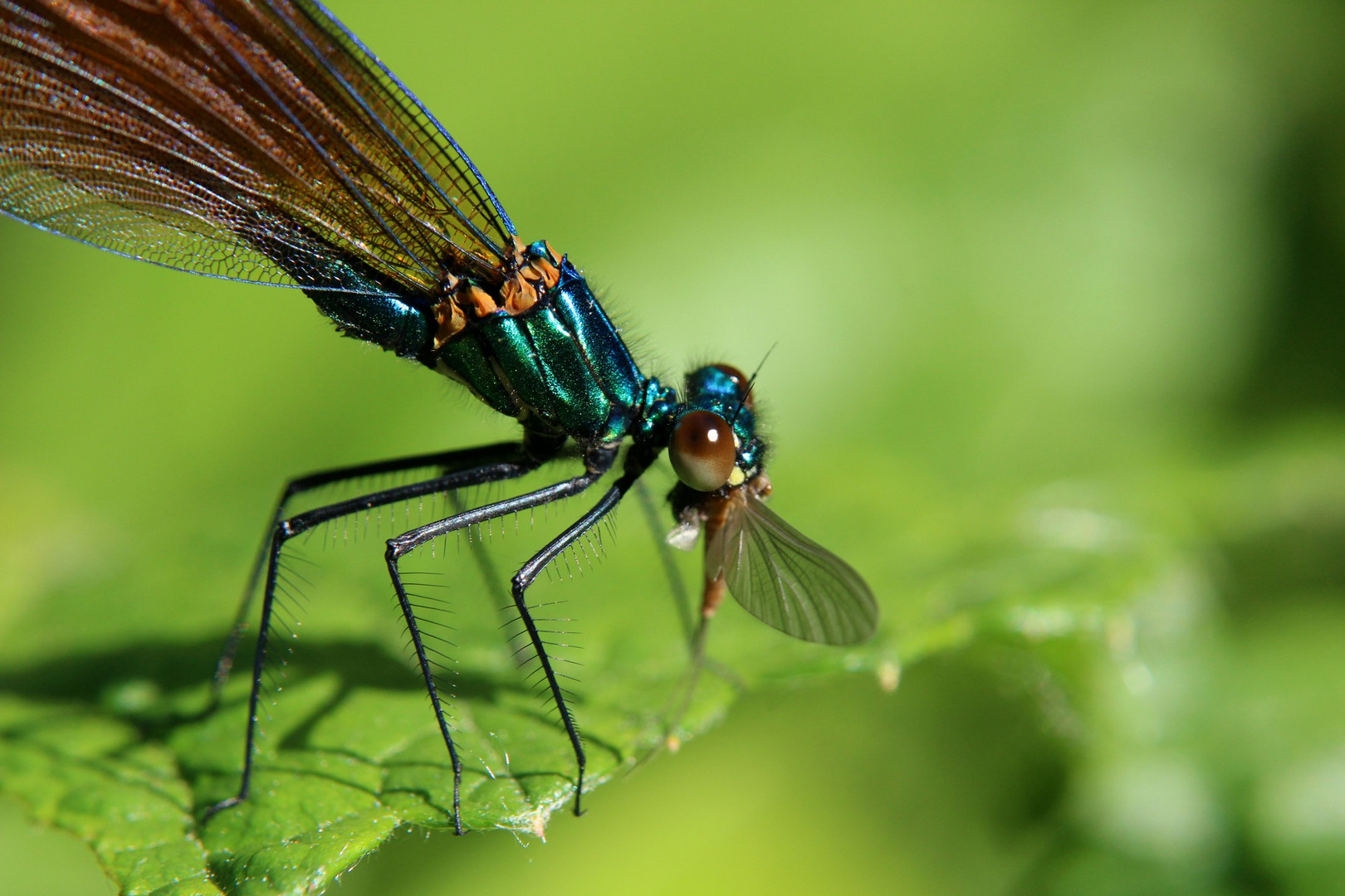 Calopteryx dégustant un moustique