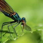 Calopteryx dégustant un moustique