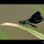 CALOPTERYX ECLATANT