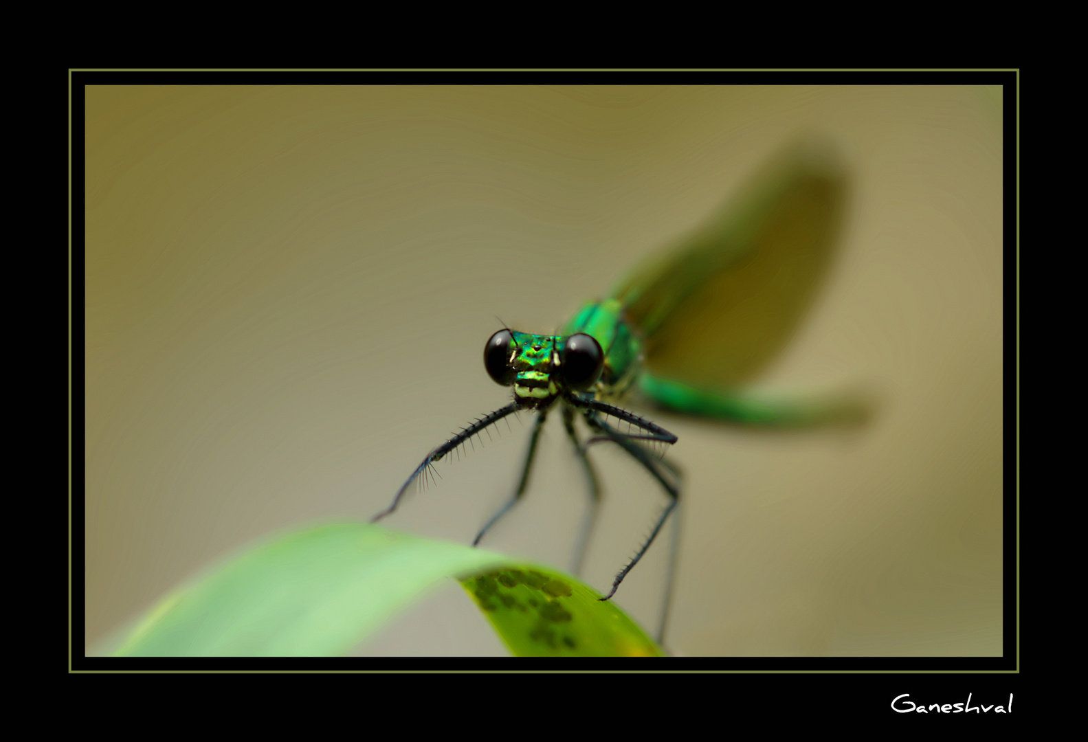 CALOPTERYX ECLATANT FEMELLE