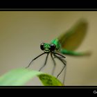 CALOPTERYX ECLATANT FEMELLE