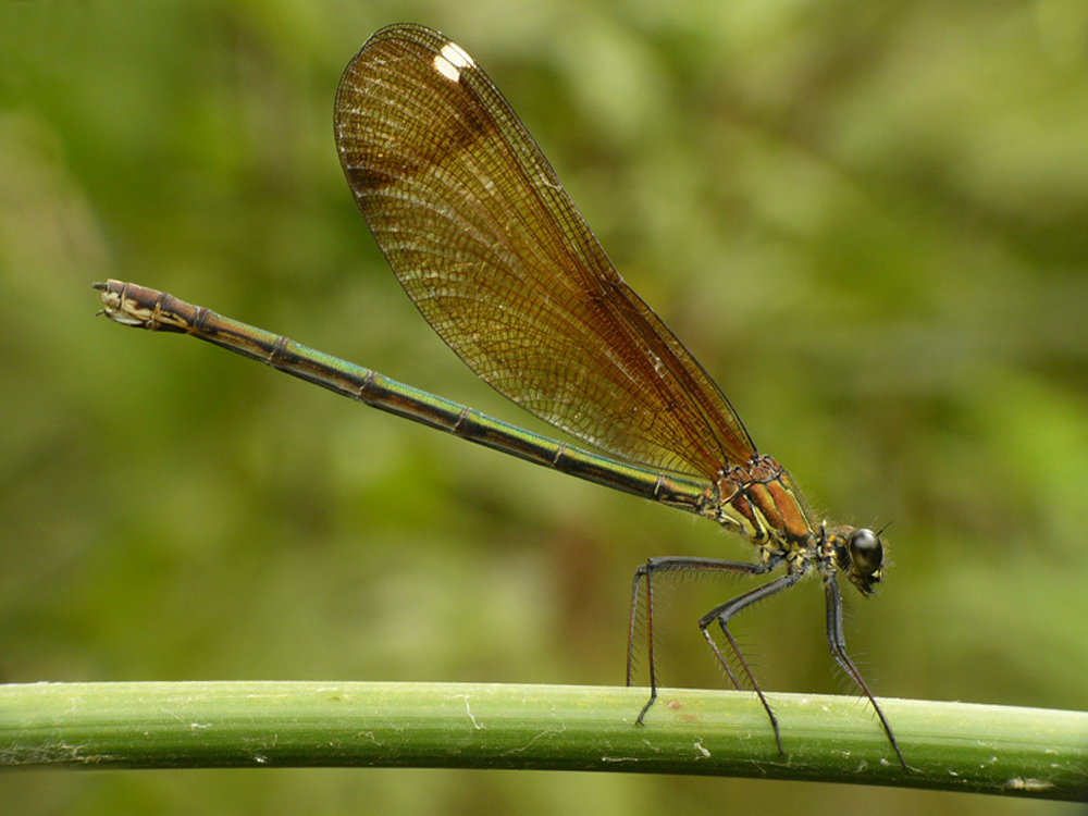 Calopteryx haemorrhoidalis (hembra)