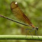 Calopteryx haemorrhoidalis (hembra)