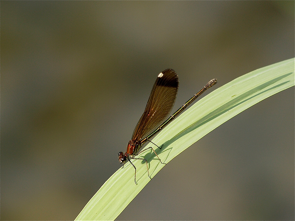 Calopteryx haemorrhoidalis (hembra)