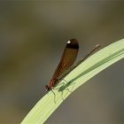 Calopteryx haemorrhoidalis (hembra)