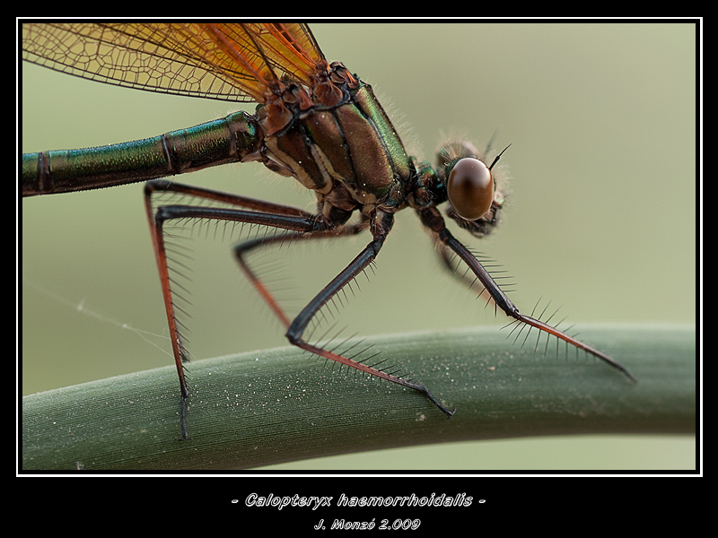 Calopteryx haemorrhoidalis -hembra-