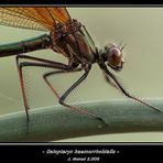 Calopteryx haemorrhoidalis -hembra-