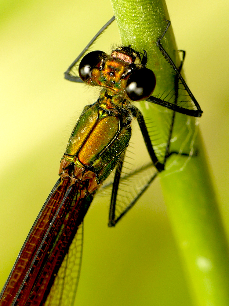 Calopteryx haemorrhoidalis (hembra) II