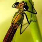 Calopteryx haemorrhoidalis (hembra) II