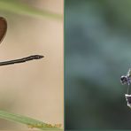 Calopteryx haemorrhoidalis maschio e femmina  (Vander Linden, 1825)