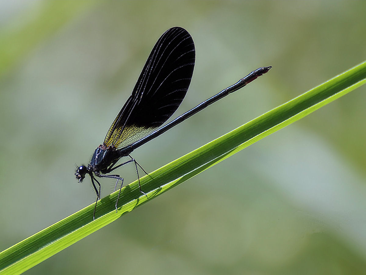 Calopteryx haemorrhoidalis o damigella