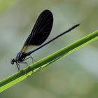 Calopteryx haemorrhoidalis o damigella