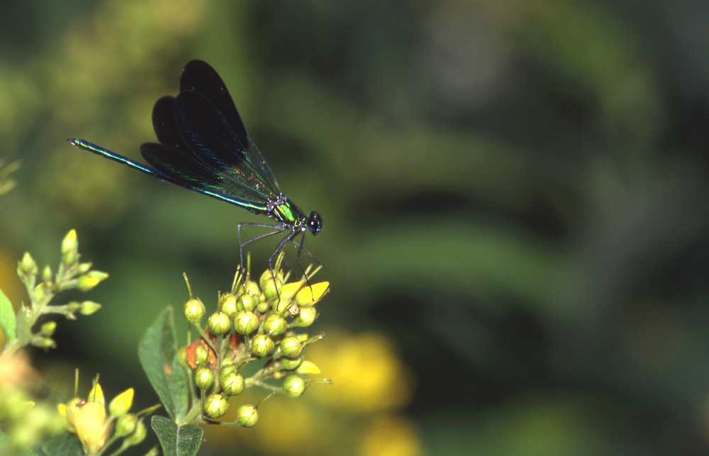 calopteryx ouest-méditerranéen