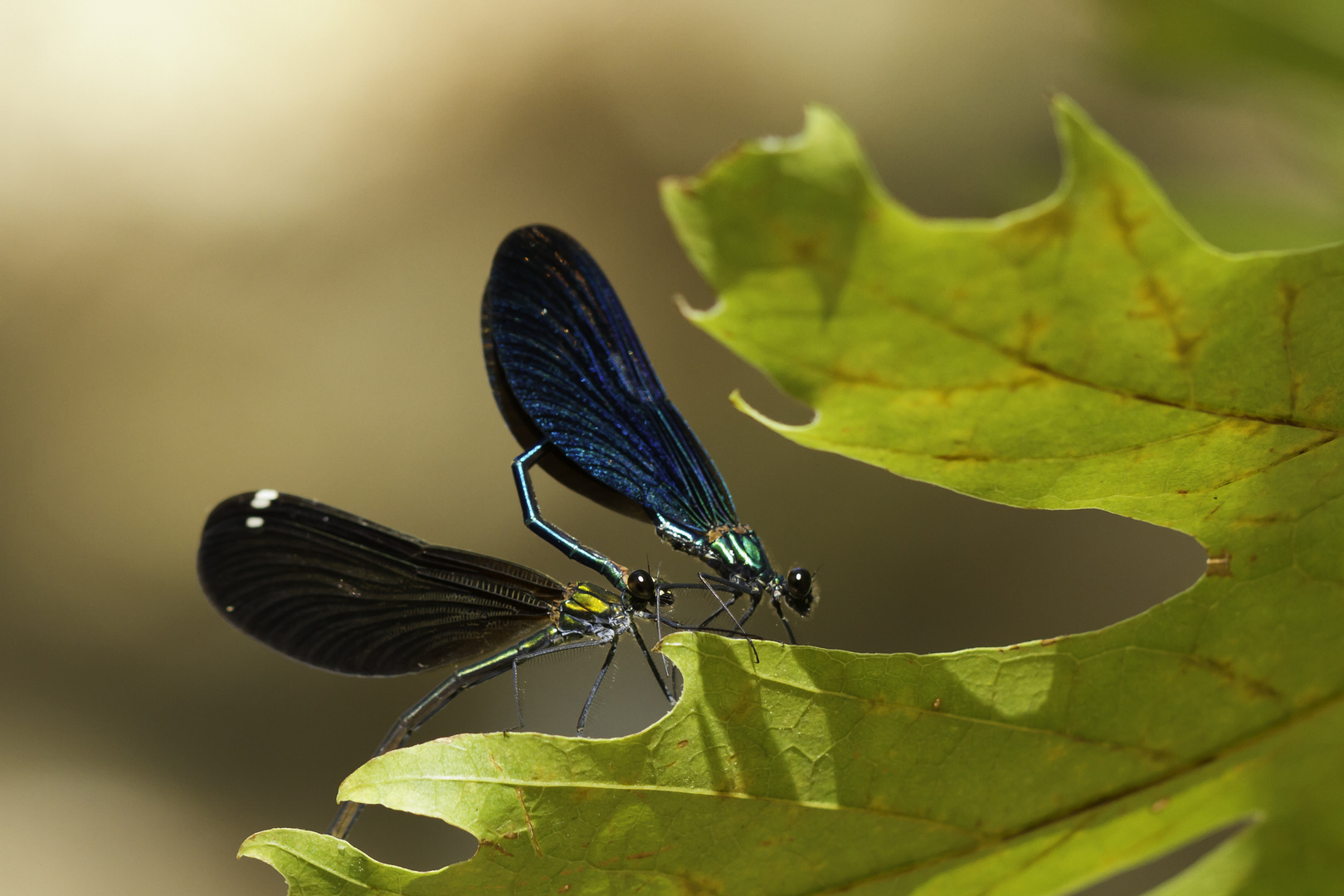 Calopteryx-Paarungsrad