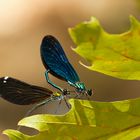 Calopteryx-Paarungsrad