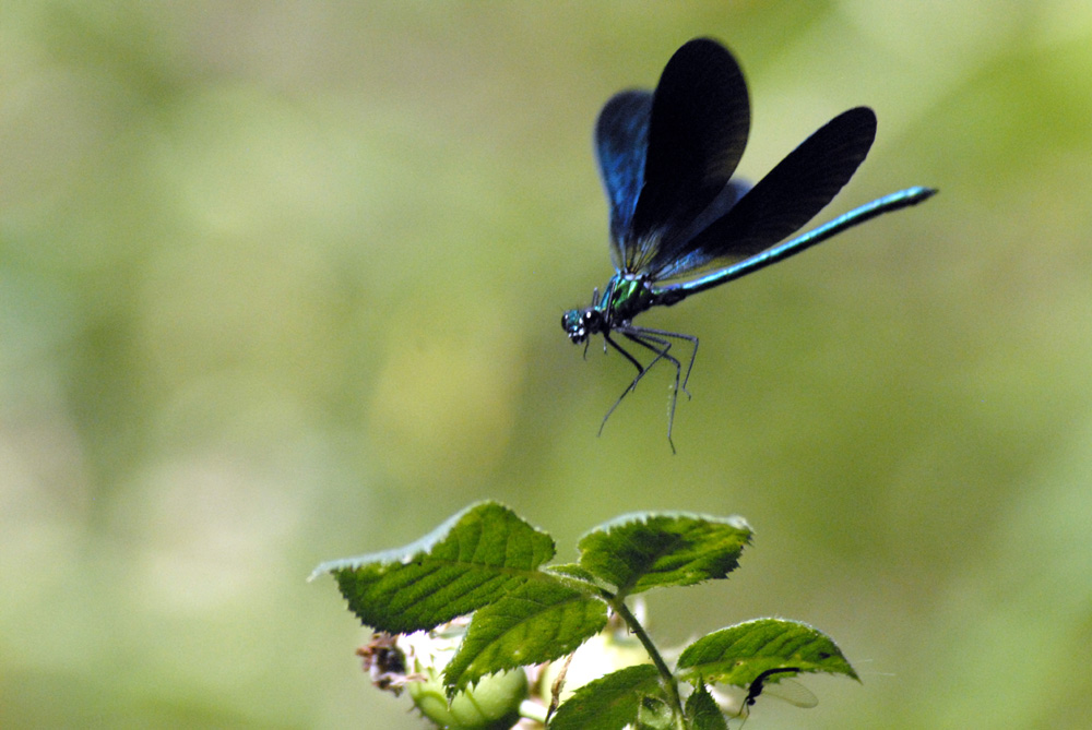 Calopteryx " sage difficile